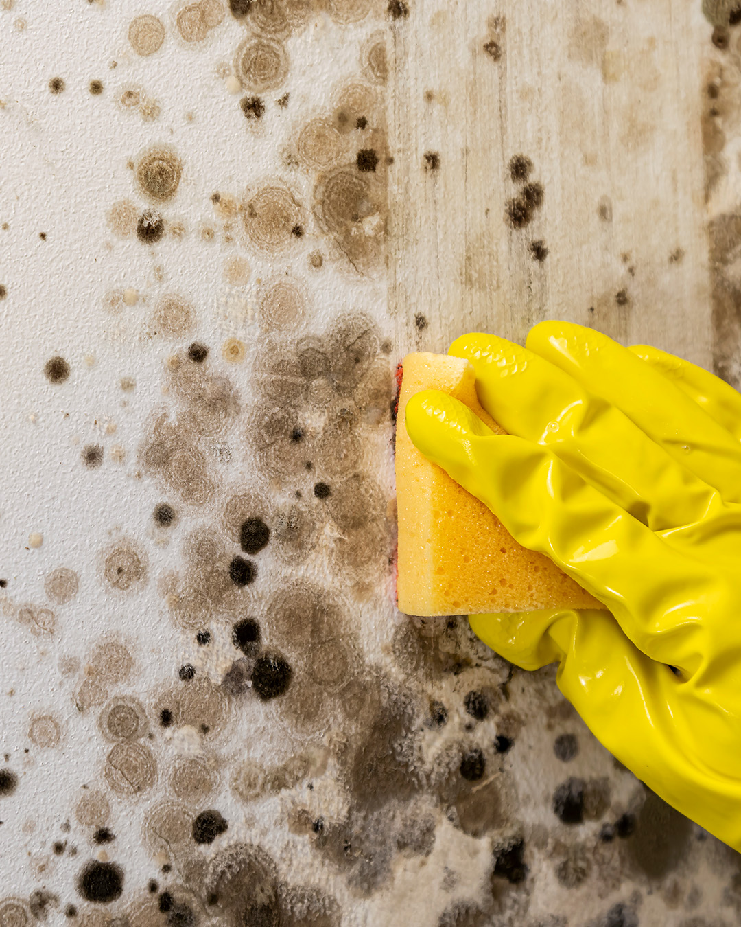 muur met licht en donkere schimmeldvlekken. Hand met handschoen en spons die de schimmel probeert te verwijderen.