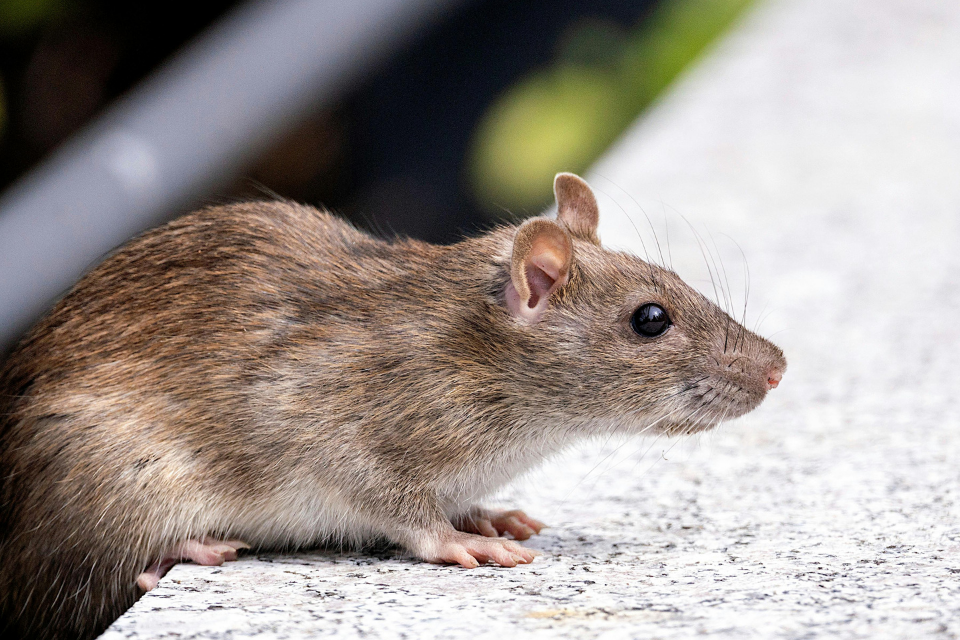 Rat